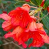 Bright Orange Rhododendron Plant - Gallon Pot - Flowering Shrub