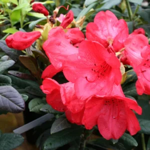Bright Orange Rhododendron Plant - Gallon Pot - Flowering Shrub