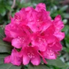 Bright Pink Rhododendron Plant - Dwarf Rhododendron - Gallon Pot - Accent Plant