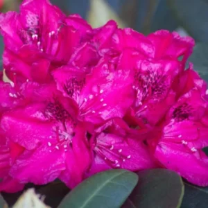 Bright Pink Rhododendron Plant - Dwarf Rhododendron - Gallon Pot - Accent Plant