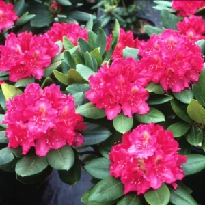 Bright Pink Rhododendron Plant - Dwarf Rhododendron - Gallon Pot - Accent Plant