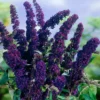 Buddleja Black Knight Butterfly Bush Plant - 3.5 Inch Container - Pollinator Friendly