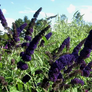 Buddleja Black Knight Butterfly Bush Plant - 3.5 Inch Container - Pollinator Friendly