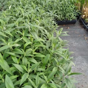 Buddleja Black Knight Butterfly Bush Plant - 3.5 Inch Container - Pollinator Friendly