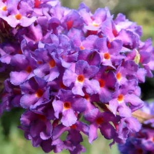 Buddleja Black Knight Butterfly Bush Plant - 3.5 Inch Container - Pollinator Friendly