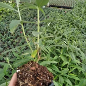 Buddleja Black Knight Butterfly Bush Plant - 3.5 Inch Container - Pollinator Friendly