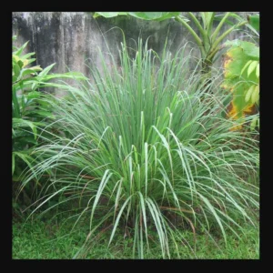 1 Pot - 2 Lemon Grass 10 Inches Tall Live Plants for Planting, Fresh Fragrant Lemon Grass Stalks Plants for Outside Live