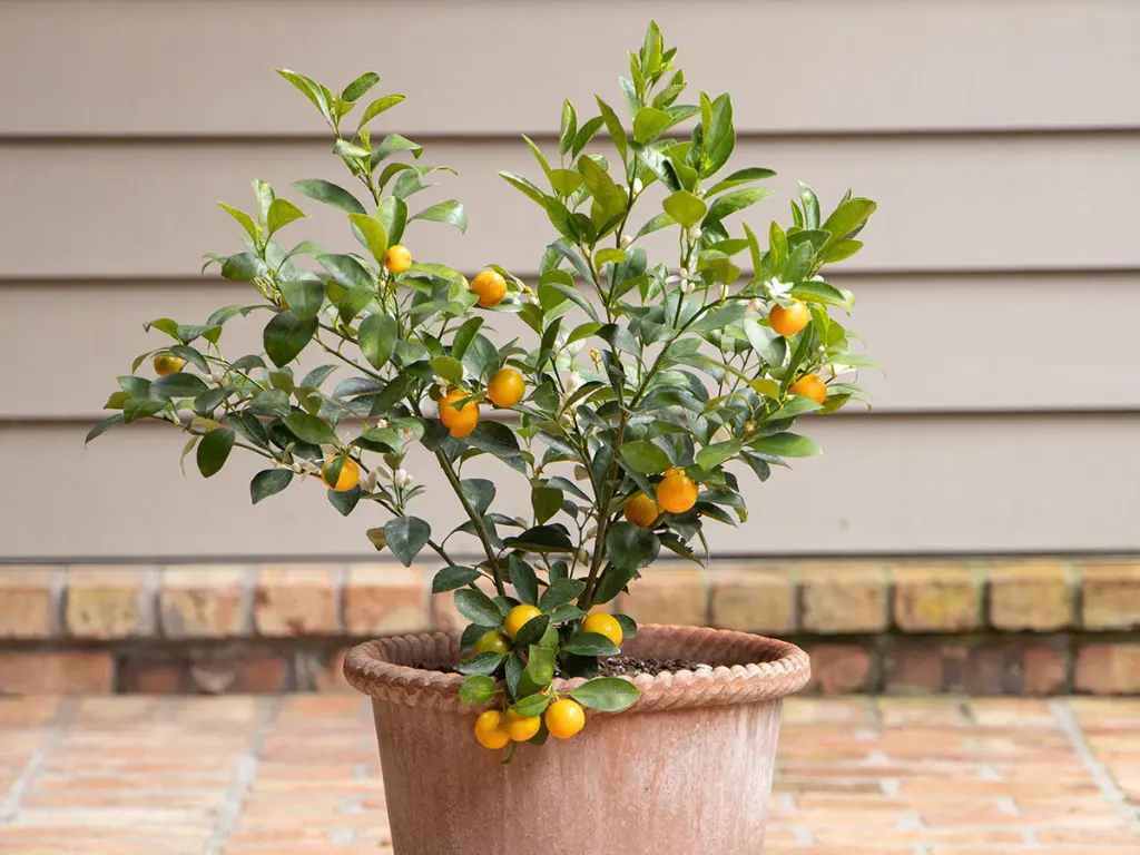 Calamondin Tree in pot