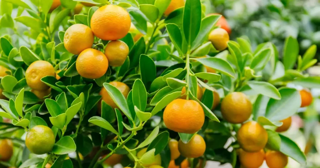 Calamondin Tree in summer