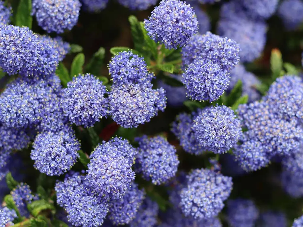 Detailed view of the California lilac flowers, highlighting their stunning blue hue and delicate petals.