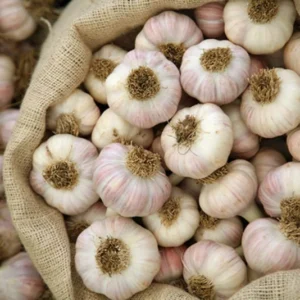 California Softneck Garlic Bulbs - 6 Count - Planting Garlic