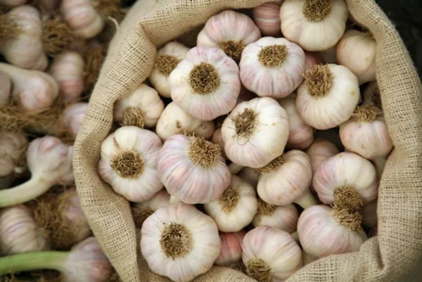 California Softneck Garlic Bulbs - 6 Count - Planting Garlic