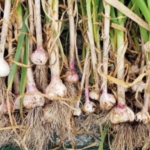 California Softneck Garlic Bulbs - 6 Count - Planting Garlic