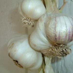 California Softneck Garlic Bulbs - 6 Count - Planting Garlic