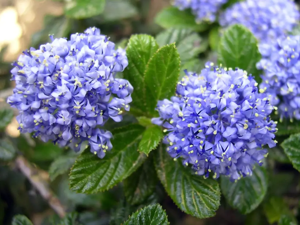 Close-up of California lilac flowers with blue clusters, ideal for shaded gardens.