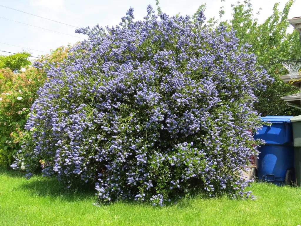 California lilacs for shade garden