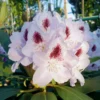 Calsap Rhododendron Plant - White Flower Rhododendron - 1 Gallon Pot - Garden Plant