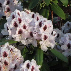 Calsap Rhododendron Plant - White Flower Rhododendron - 1 Gallon Pot - Garden Plant