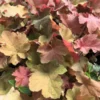 Caramel Heuchera Coral Bells Plant - 4 Inch Pot - Fall Planting