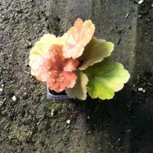 Caramel Heuchera Coral Bells Plant - 4 Inch Pot - Fall Planting