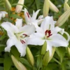 Casa Blanca Lily Bulbs, Set of 12, White Oriental Lilies, Fragrant Blooms, Summer Flowering