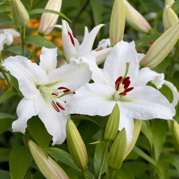 Casa Blanca Lily Bulbs, Set of 12, White Oriental Lilies, Fragrant Blooms, Summer Flowering
