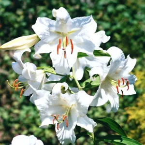 Casa Blanca Lily Bulbs, Set of 12, White Oriental Lilies, Fragrant Blooms, Summer Flowering