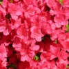 Cherry Drops Rhododendron Plant - Cherry Red Azalea - Gallon Pot - Flowering Shrub