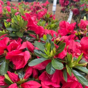 Cherry Drops Rhododendron Plant - Cherry Red Azalea - Gallon Pot - Flowering Shrub