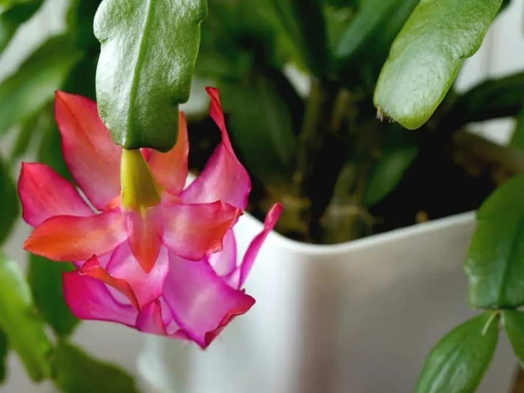 Christmas Cactus (Schlumbergera bridgesii)