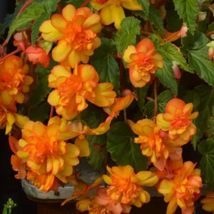 3 Trailing Begonias Orange Bareroot for Hanging Baskets