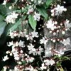Clerodendrum Light Wallichii Plant - Trailing Light Bulb Flower - 4 to 6 Inch Tall