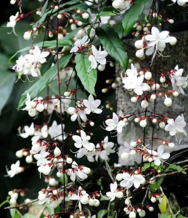 Clerodendrum Light Wallichii Plant - Trailing Light Bulb Flower - 4 to 6 Inch Tall