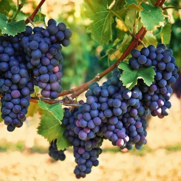 Concord Seedless Grape Vine Plant - Live 1 to 2 Year Old Vine - Pruned for Planting - Blue Fruit Vine