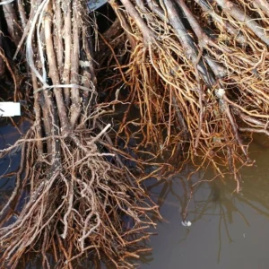 Concord Seedless Grape Vine Plant - Live 1 to 2 Year Old Vine - Pruned for Planting - Blue Fruit Vine