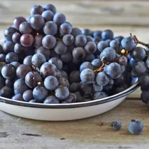 Concord Seedless Grape Vine Plant - Live 1 to 2 Year Old Vine - Pruned for Planting - Blue Fruit Vine