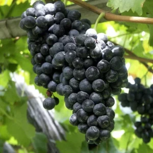 Concord Seedless Grape Vine Plant - Live 1 to 2 Year Old Vine - Pruned for Planting - Blue Fruit Vine