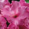 Creole Belle Rhododendron Plant - Pink Rhododendron Flowers, Gallon Pot, 1-3 Year Old Rhododendrons Azaleas