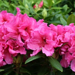 Creole Belle Rhododendron Plant - Pink Rhododendron Flowers, Gallon Pot, 1-3 Year Old Rhododendrons Azaleas