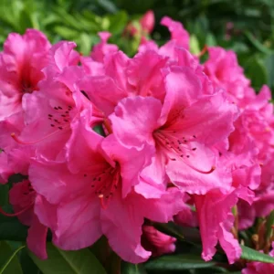 Creole Belle Rhododendron Plant - Pink Rhododendron Flowers, Gallon Pot, 1-3 Year Old Rhododendrons Azaleas