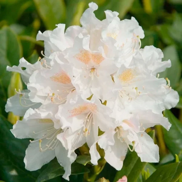 Cunningham's White Rhododendron Plant - White Flowers, 1-3 Year Old, Gallon Pot