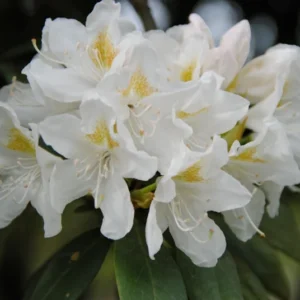 Cunningham's White Rhododendron Plant - White Flowers, 1-3 Year Old, Gallon Pot