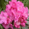 Cynthia Rhododendron Plant - Pink Rhododendron Flowers, 1-3 Year Old, Gallon Pot