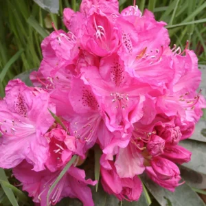 Cynthia Rhododendron Plant - Pink Rhododendron Flowers, 1-3 Year Old, Gallon Pot