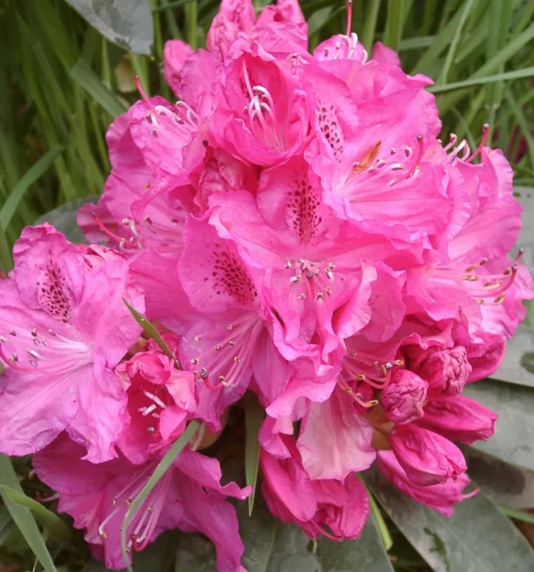 Cynthia Rhododendron Plant - Pink Rhododendron Flowers, 1-3 Year Old, Gallon Pot