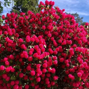 Cynthia Rhododendron Plant - Pink Rhododendron Flowers, 1-3 Year Old, Gallon Pot