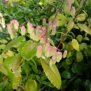 1 Pot Kalanchoe Pinnata Live Plant for Planting, 3-6 Inch Tall, Succulent Live Plant, Mother of Thousands to Grow