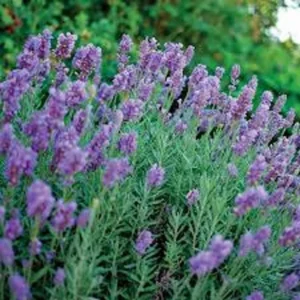 Lavender Plant - 4 Inch Potted Lavender - Fragrant Blooms