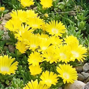 1 Pot - 1 Clump Yellow Ice Plant Live for Planting, 3-6 Inch Tall, Hardy Perennial Succulent Live Plant, Ground Cover Outdoor Garden