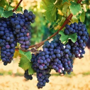 Concord Seedless Grape Vine Plant - Live 1 to 2 Year Old Vine - Pruned for Planting - Blue Fruit Vine